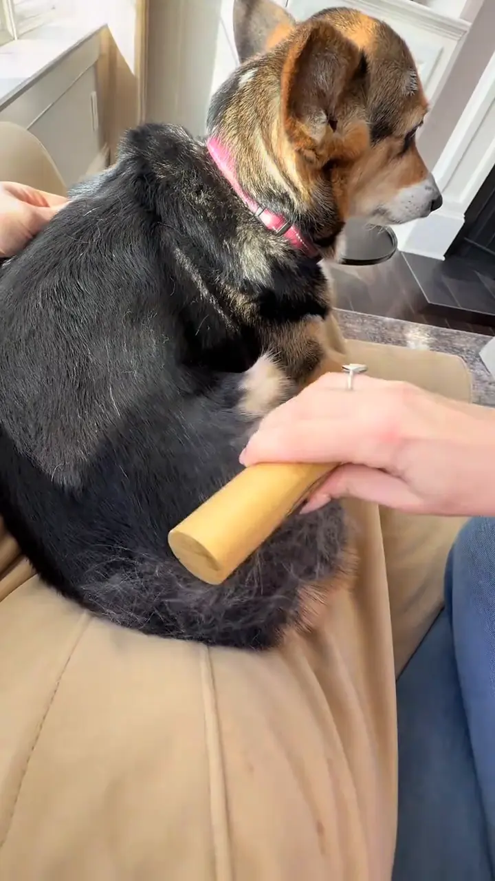 FurBlade™ – Profesjonalna Szczotka do Usuwania Sierści